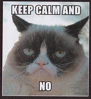 Image result for Hilarious Grumpy Cat