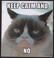 Image result for Confused Meme Grumpy Cat