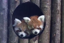 Image result for Red Panda Nest