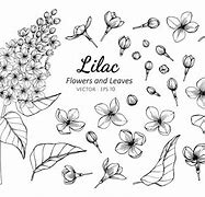 Image result for Lilac Clip Art Black and White