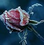 Image result for Frost Rose