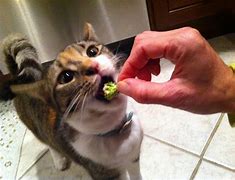 Image result for Animals Eating People Food