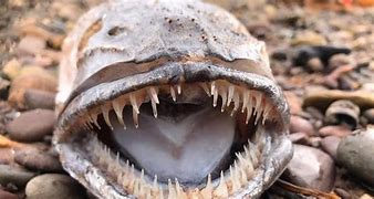 Image result for A Large Ocean Fish with Sharp Teeth
