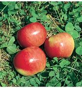 Image result for Semi-Dwarf Apple Tree