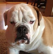 Image result for Grumpy Dog Face