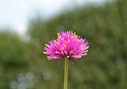 Image result for Pink and Green Flowers