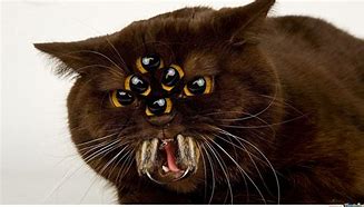 Image result for Scary God Cat
