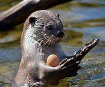 Image result for Otter Chest