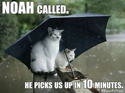 Image result for Rain Animals Memes