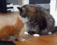 Image result for Cat Pushing Old Man Memes