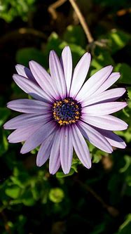 Image result for Purple Flower iPhone 6