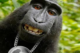 Image result for Funny Monkey Wallpapers for Desktop