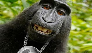 Image result for Funny Monkey