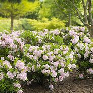Rhododendron micranthum Bloombux के लिए छवि परिणाम