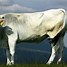 Image result for Rare Beef Cattle Breeds