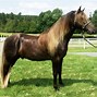 Image result for Rocky Mountain Horse Breed