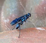 Image result for Blue Cricket Bug Images