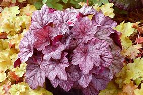 Image result for Heuchera Sugar Plum ®