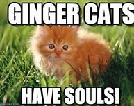 Image result for Ginger Cat Dream Meme