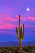 Image result for Night Desert Wallpaper Moon Cactus