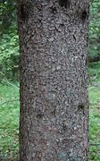 Image result for Spruce Tree Bark Identification