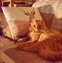Image result for Orange Tabby Kitten