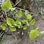 Aristolochia durior 的图像结果
