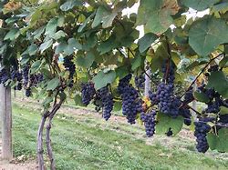 Image result for Growing a Grape Vine