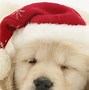 Image result for Christmas Dog Emoji