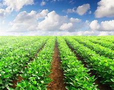 Image result for South Africa Agriculture