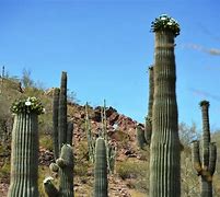 Image result for Tucson Cactus