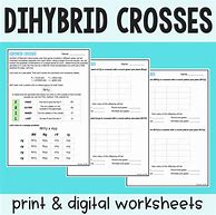 Image result for Dihybrid Cross Worksheet with Answers