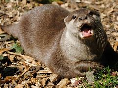 Image result for Talking Otter