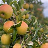 Image result for Gold Rush Apple Tree