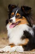 Image result for Collie Mix