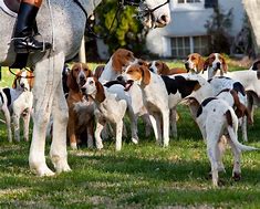 Image result for Dog Unting