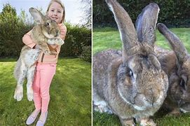 Image result for What Is the Biggest Rabbit in the World