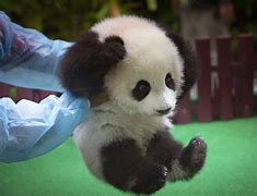 Image result for Panda Bebé