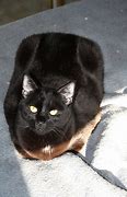 Image result for Loafing Cat Flickr