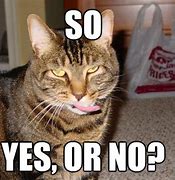 Image result for Yes or No Cat