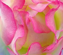 Image result for Abstract Flower Photography