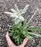 Image result for Leontopodium alpinum Edelweiss
