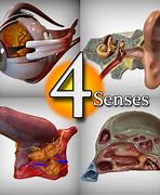 Image result for Human Senses Model