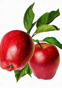 Image result for Apples On Stems