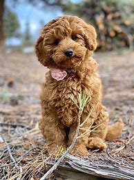Image result for Baby Labradoodle