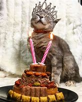 Image result for Celebrating Cat Meme