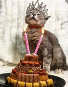 Image result for Party Cat Meme