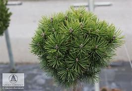 Image result for Pinus peuce Kobold