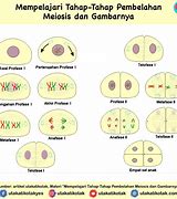 Image result for Gambar Meiosis 1 Dan 2
