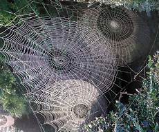 web bid spider webs nook of nightmares web bid spider webs nook of nightmares